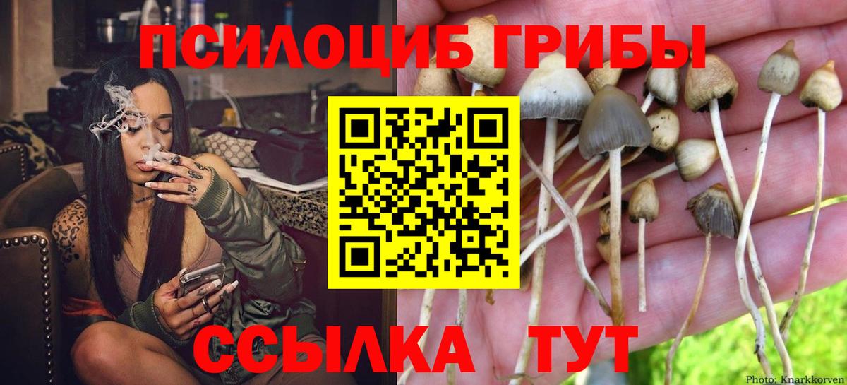 Псилоцибиновые грибы Psilocybe Гагарин